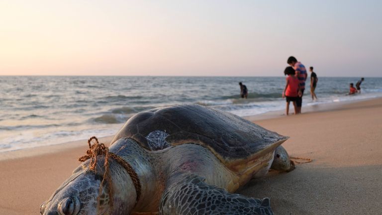 This turtle died after becoming entangled in fishing nets