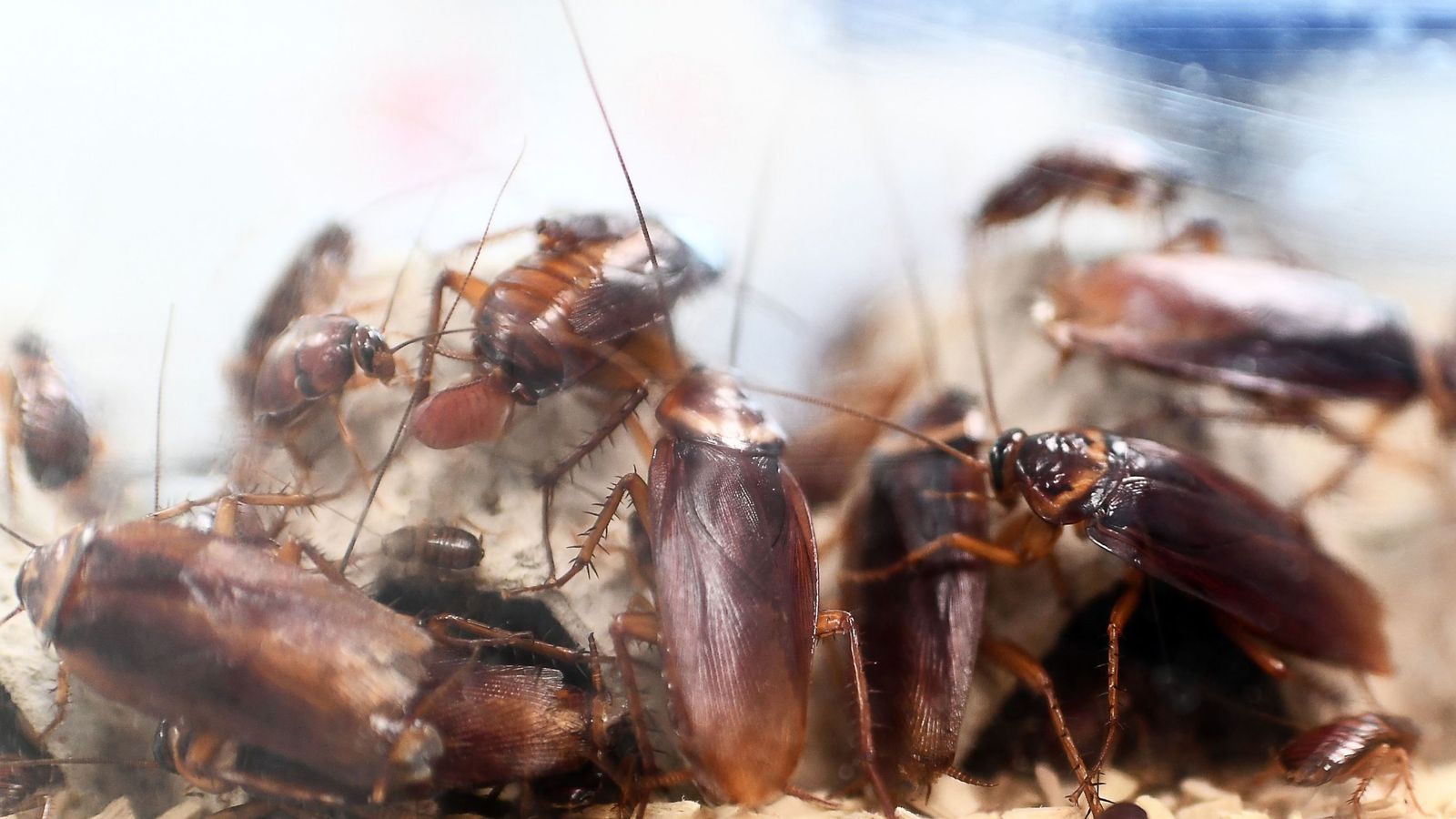 nurses-released-cockroaches-to-get-transfer-from-ward-world-news-sky-news