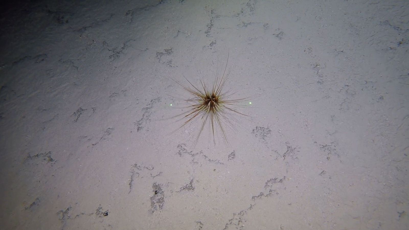 The mystery of the ocean's twilight zone | UK News | Sky News