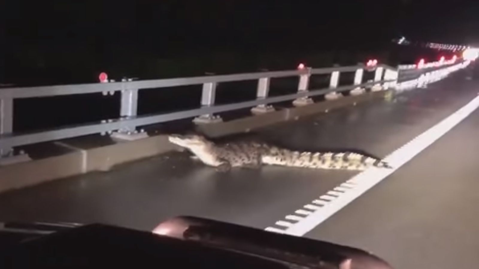 Crocodiles roam flooded streets in Australian city of Townsville after