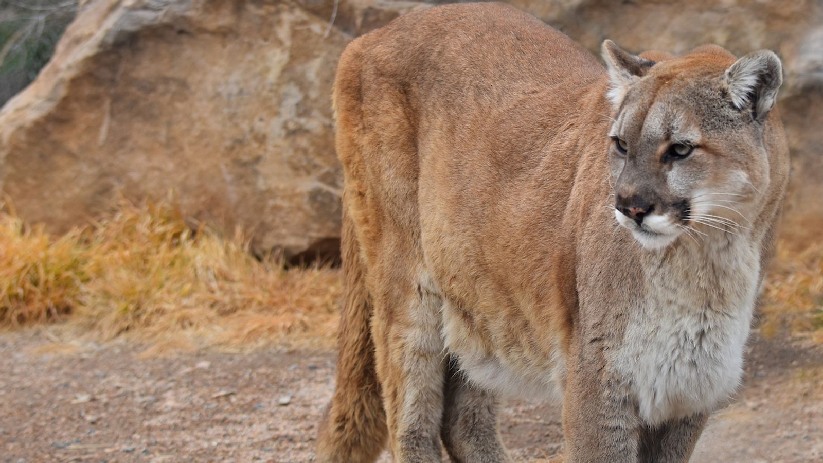 Runner kills mountain lion after being attacked then drives to