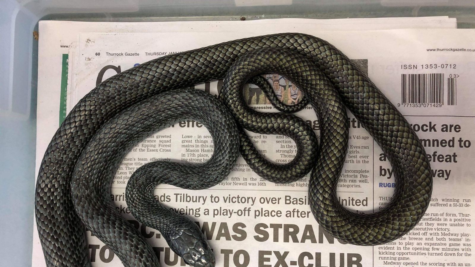 Snakes'n'bladders! Panicked man runs from 'escaped pet' found in toilet