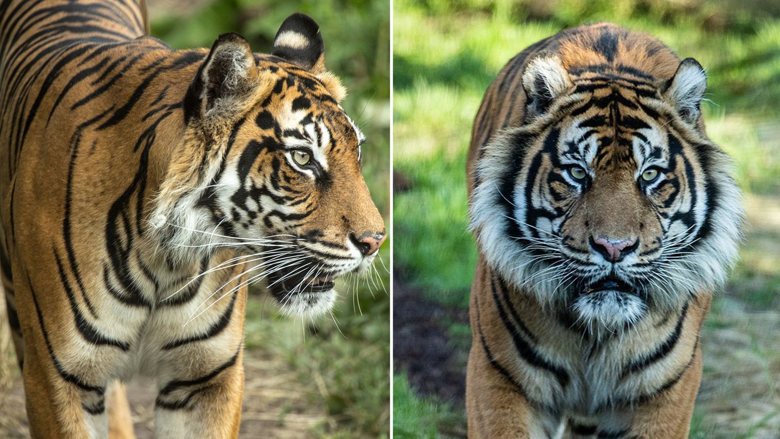 Sumatran tiger Melati killed at London Zoo by new mate