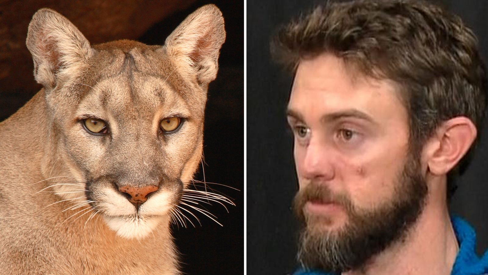 Man chokes mountain lion to death after attack on running trail US
