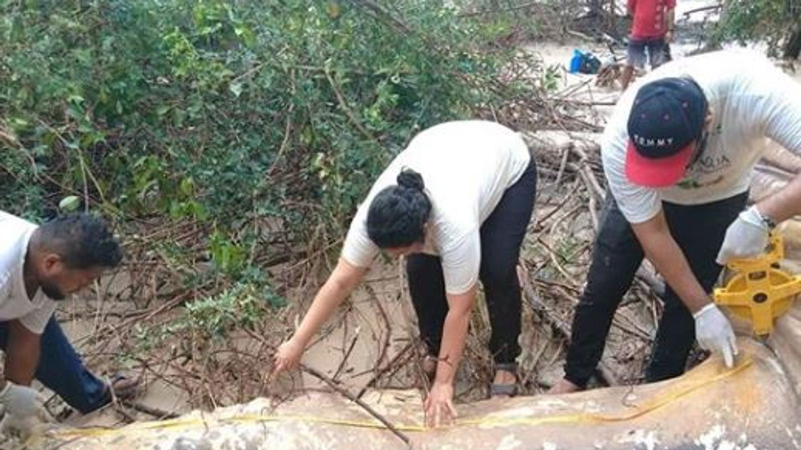 Mystery over how whale ended up in Amazon jungle World News Sky News