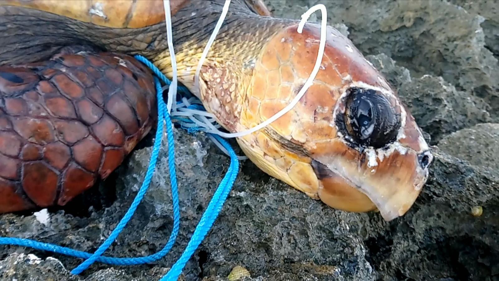 Endangered turtle tangled up in plastic | World News | Sky News