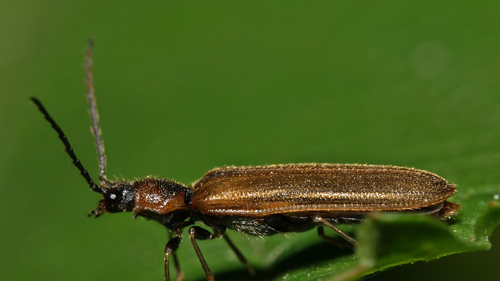 Scientists figure out how click beetles jump without using legs ...