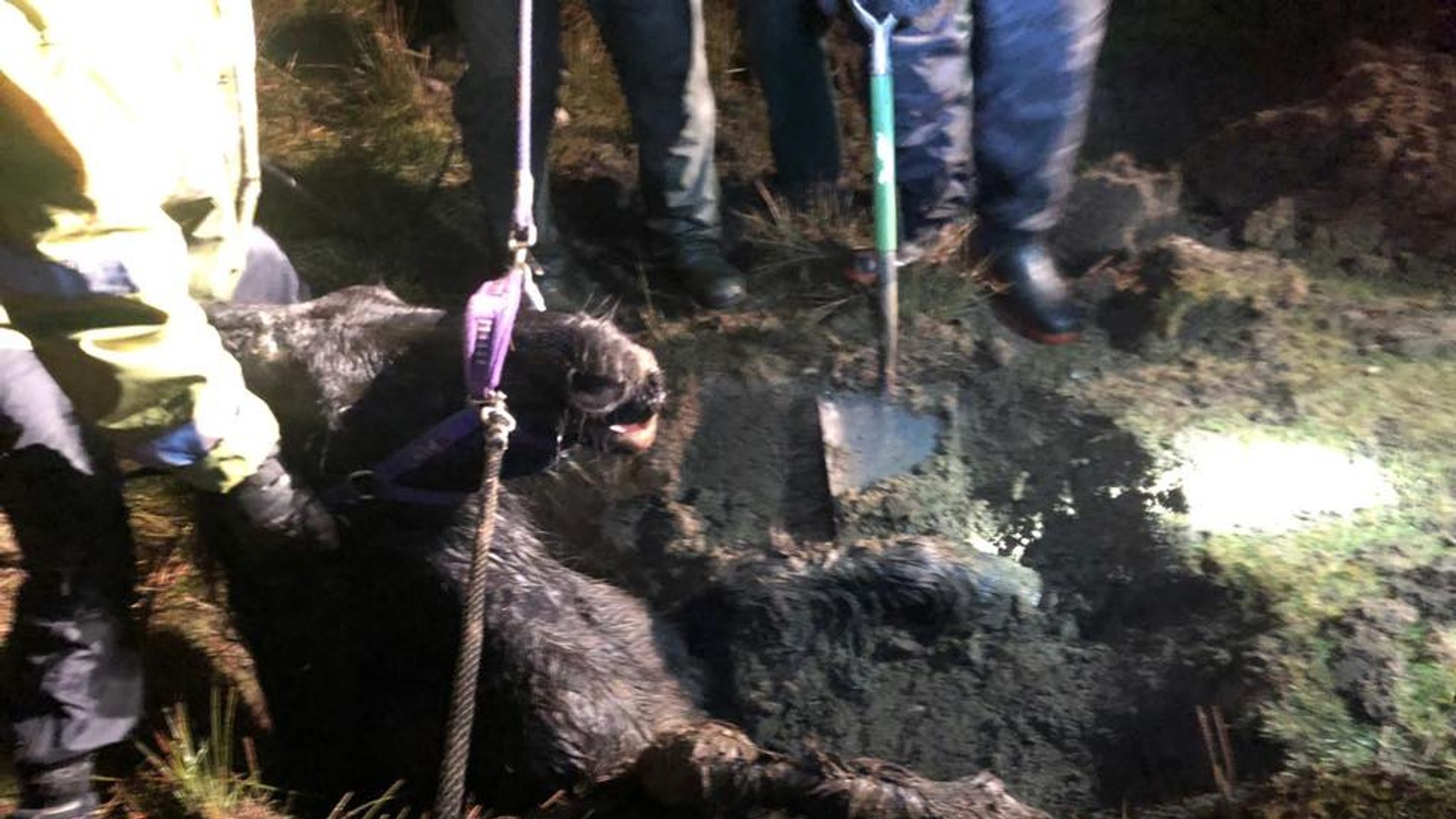 Trapped horse rescued after getting stuck in muddy bog in Cumbria | UK ...