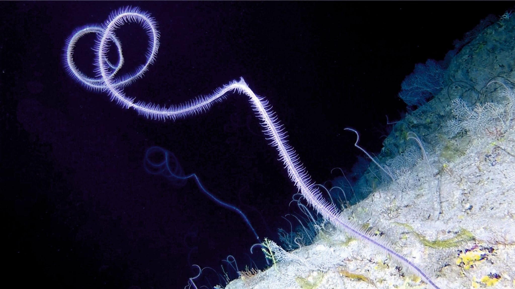 The mystery of the ocean's twilight zone | UK News | Sky News