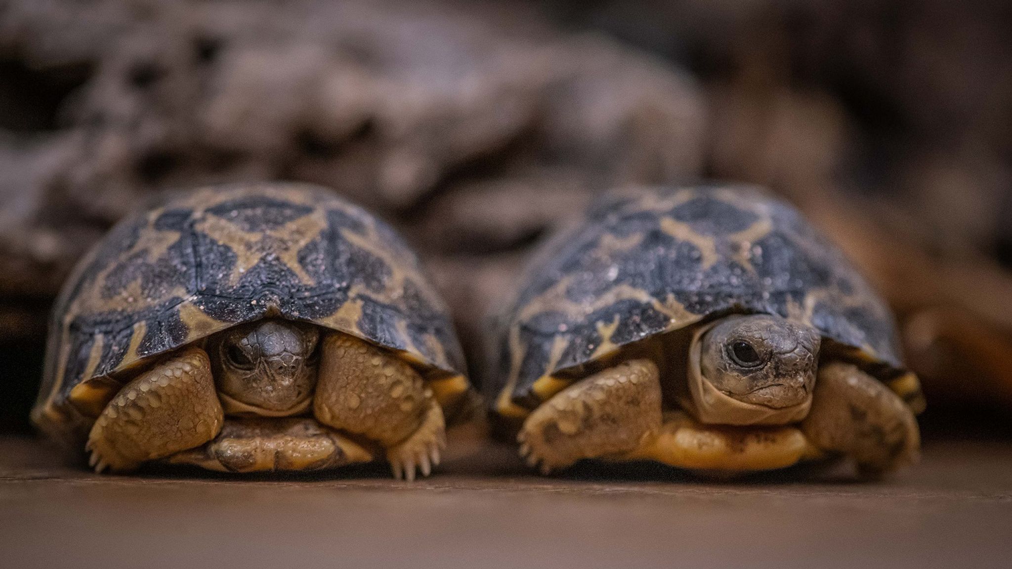 Черепахи пара. Мадагаскарская Лучистая черепаха. Честер черепаха. Четырехглазая черепаха. Самые красивые черепахи.