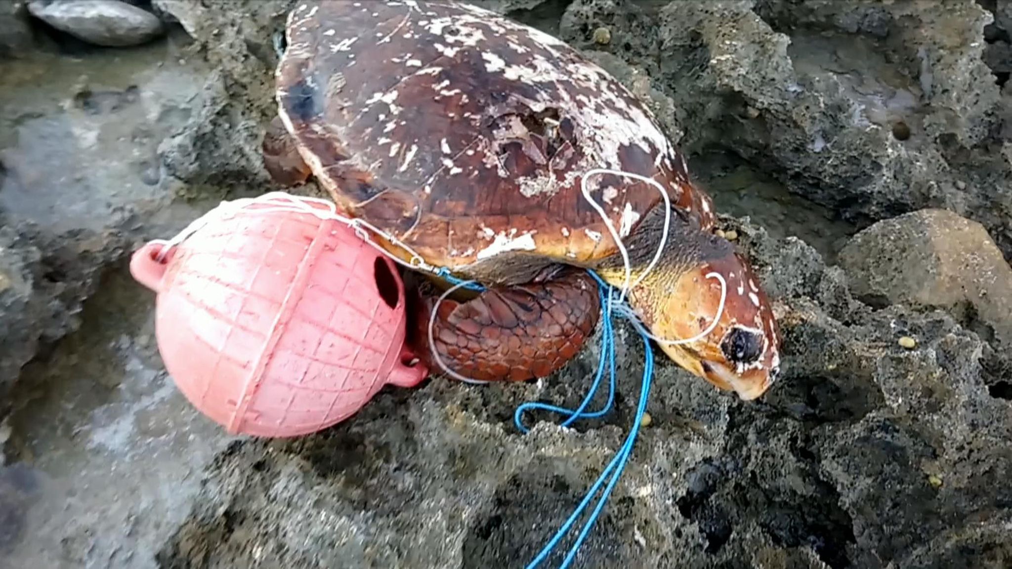 Plastic pollution: Flip-flop found in poo of endangered Indian Ocean ...