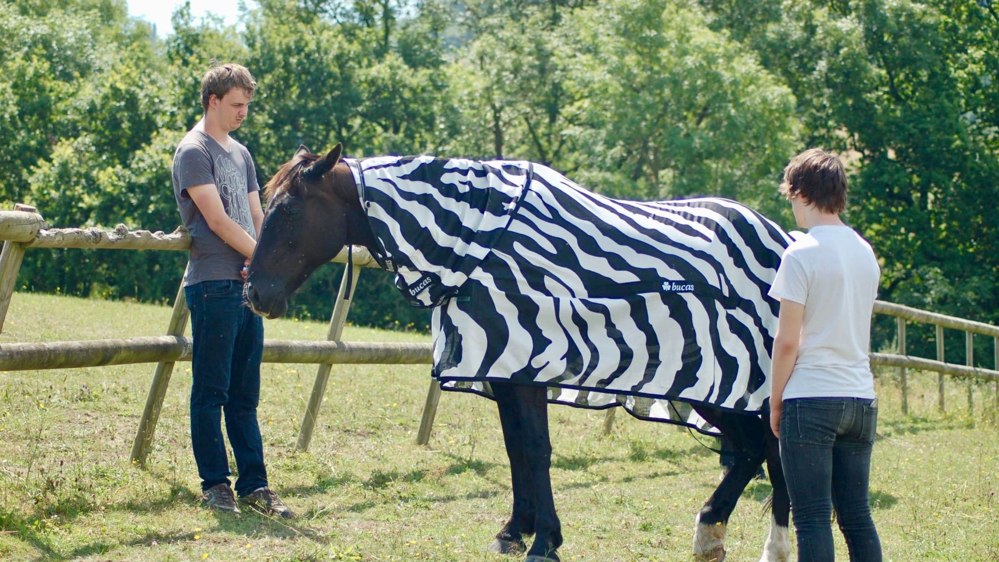 Why do zebras have stripes? To keep the flies off, say scientists
