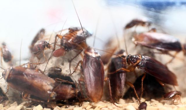 Nurses 'released cockroaches to get transfer from ward' Nurses 'released cockroaches to get transfer from ward'