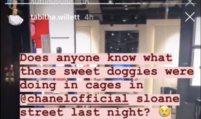 Tabitha Willett: Made In Chelsea star attacks Chanel for keeping caged dogs in London store Tabitha Willett: Made In Chelsea star attacks Chanel for keeping caged dogs in London store