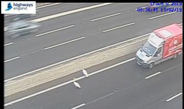 Should have used the flyover: Swans hold up rush-hour traffic on M3 Should have used the flyover: Swans hold up rush-hour traffic on M3