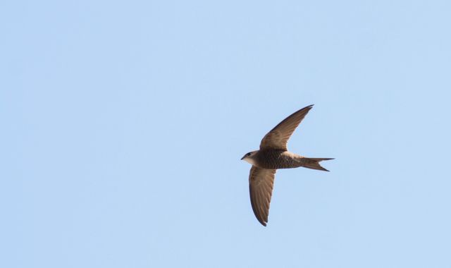 Swift action urged to help Britain's beloved birds Swift action urged to help Britain's beloved birds
