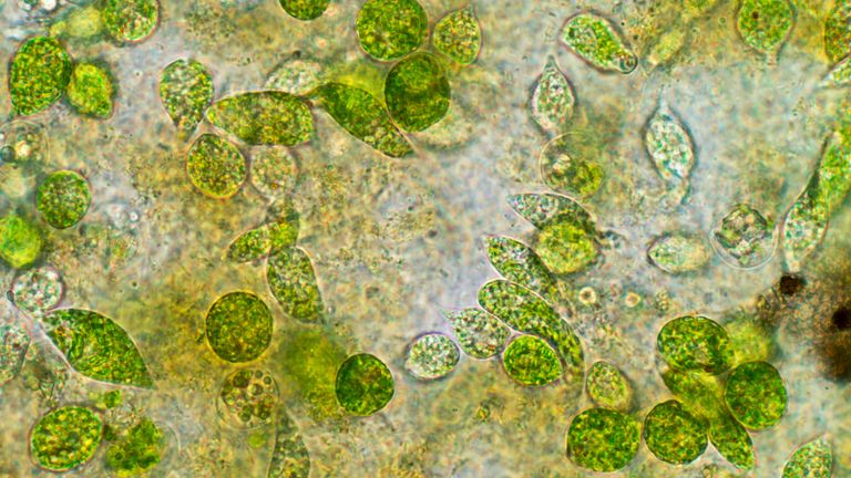 Populations of microscopic algae known as phytoplankton are changing due to global warming