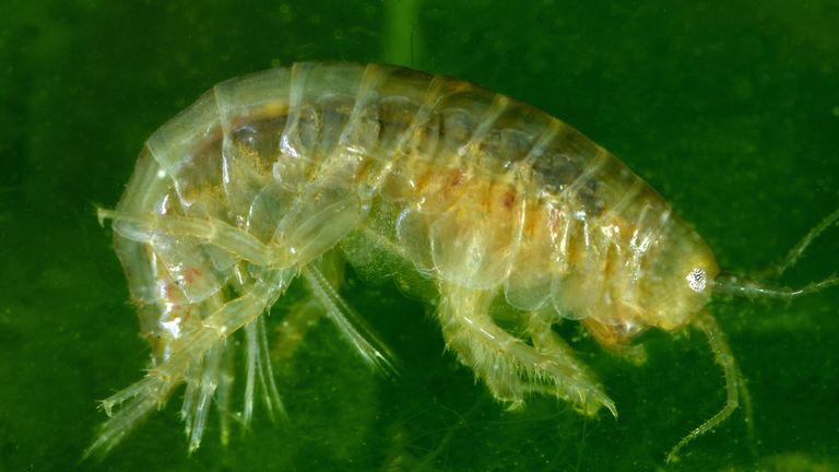 Image of a Scud or Amphipoda photographed in Utah.