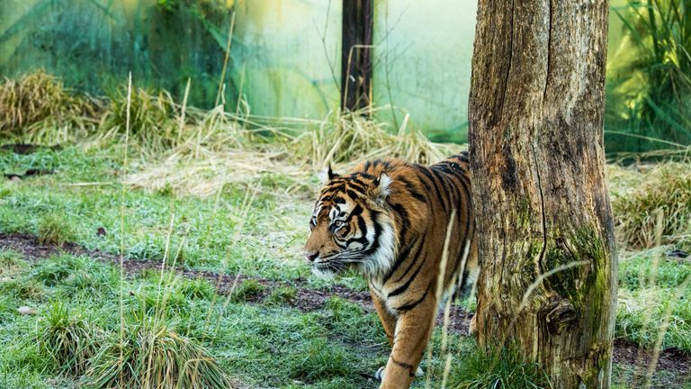 Sumatran tiger Melati killed at London Zoo by new mate | UK News ...