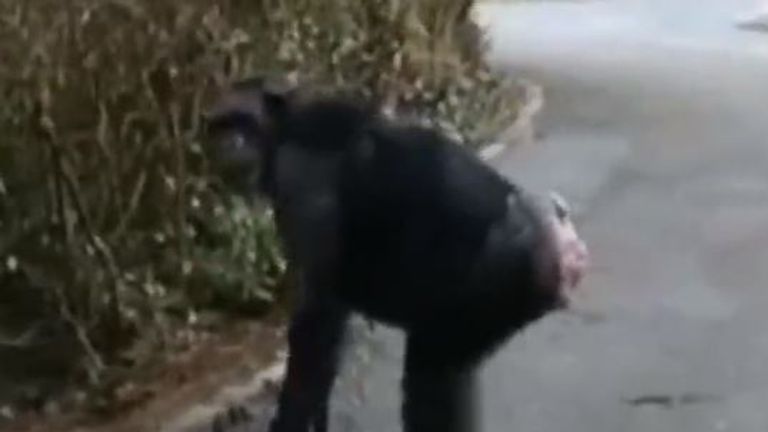 Chimps escape Belfast Zoo
