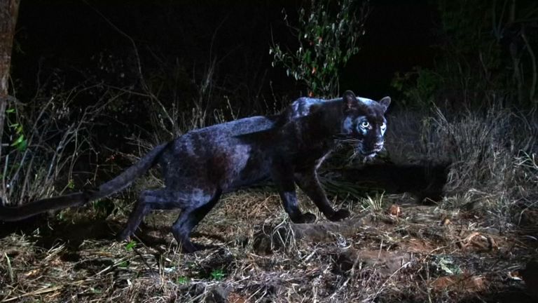 Rare black leopard captured in Kenya camera trap photos | World News | Sky  News
