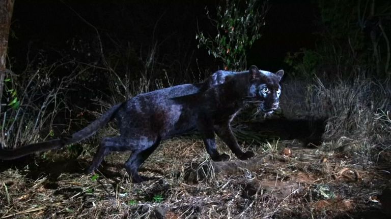 The leopard's spots show up on infra-red cameras at night. Pic: Will Burrard-Lucas