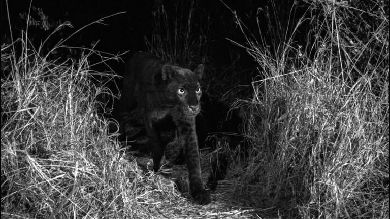 Black leopards carry a gene mutation for 'menalism'. Pic: Will Burrard-Lucas