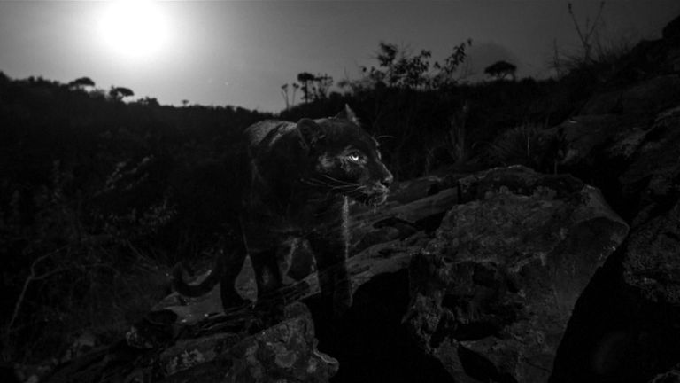 The black leopard is very elusive. Pic: Will Burrard-Lucas