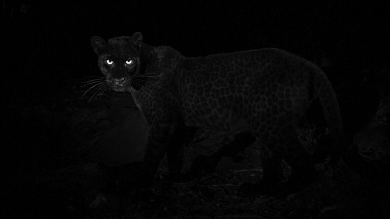 The leopards are even more difficult to capture than their spotty relatives. Pic: Will Burrard-Lucas