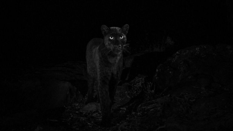 Leopards are largely nocturnal. Pic: Will Burrard-Lucas