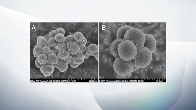 Scientists have watched evolution take place. Pic: Scientific Reports