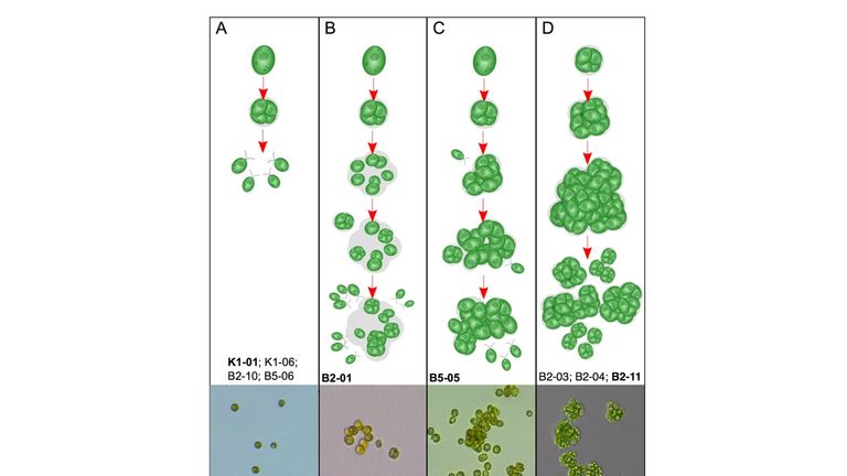 Scientists watched multicellular life evolve. Pic: Nature