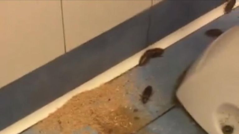 Cockroaches filmed in Naples hospital.