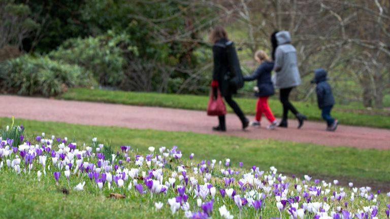 Crocus flowers in the Royal Botanic Garden, Edinburgh