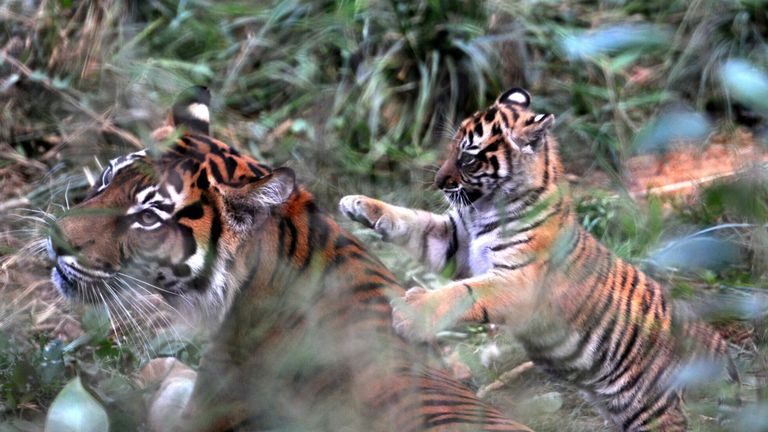 Sumatran tiger Melati killed at London Zoo by new mate | UK News | Sky News