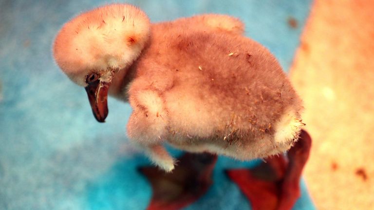 A rescue effort is underway to save thousands of baby flamingos in South Africa 