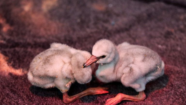 A rescue effort is under way to save thousands of baby flamingos in South Africa 