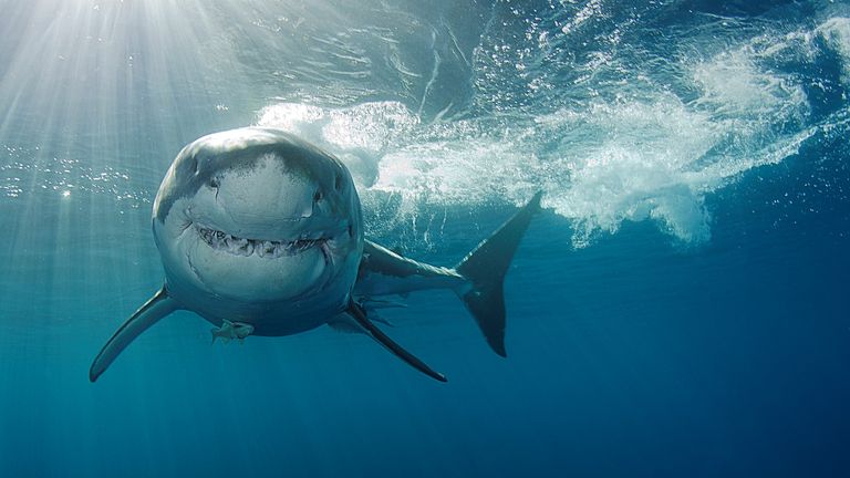 Scientists believe studying how great whites are able to resist diseases could help &#39;fight cancer and age-related diseases&#39;