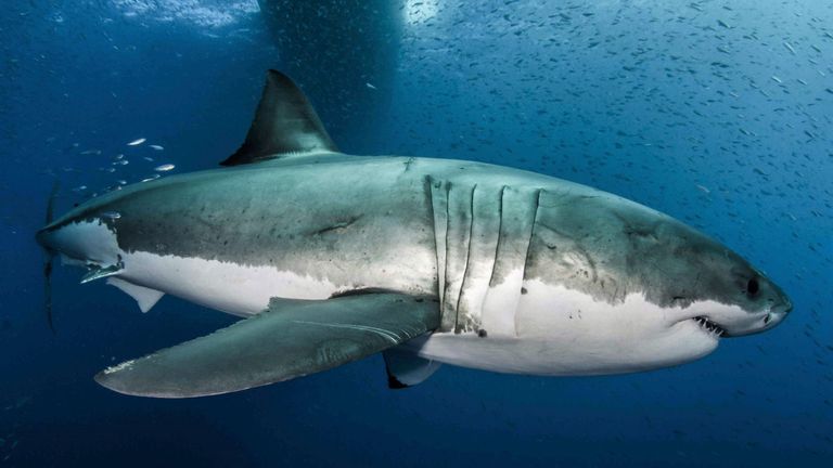 Great white sharks have &#39;evolved numerous molecular changes in genes linked to DNA-repair and damage tolerance&#39;