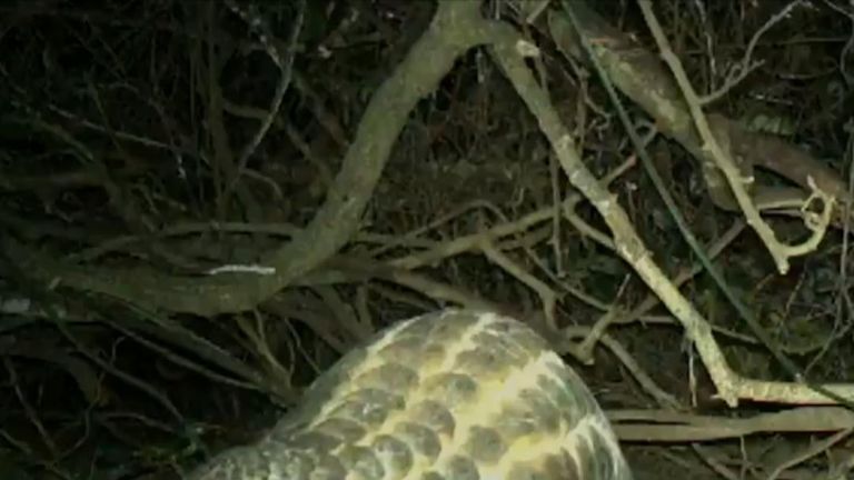 The world&#39;s most trafficked animal - the Pangolin -  is being pushed to extinction.