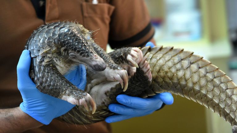Police found 61 live pangolins in the raid
