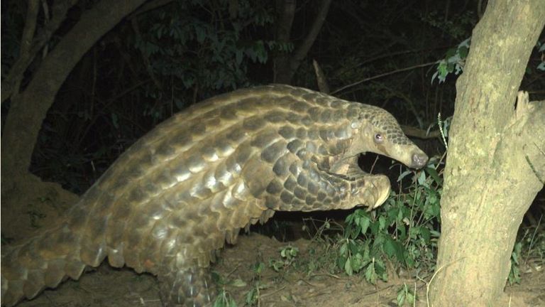 Utterly fascinating' rare giant pangolins caught on camera by Chester Zoo |  World News | Sky News