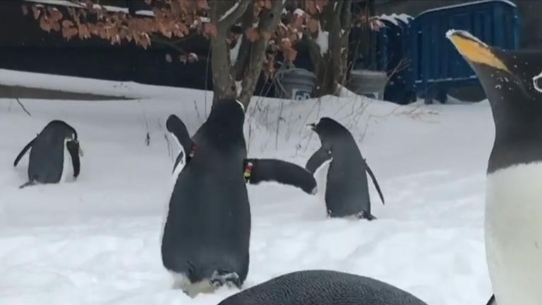 The penguins at the Pittsburgh Zoo and PPG Aquarium in Pittsburgh, Pennsylvania, made the most of snowy weather 
