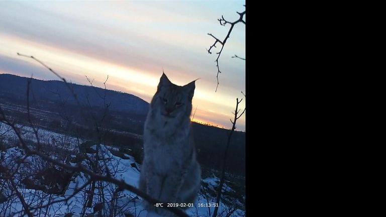 Rare Lynxes spotted at National Park
