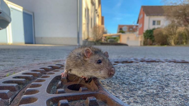 Some social media users questioned why taxpayers&#39; money was spent on saving the rat