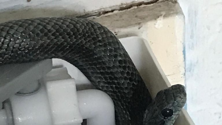 The rat snake &#39;hissed and slithered into the toilet&#39;