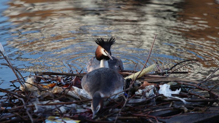 A pair of great crested grebes mating on a nest partially built from discarded litter, on the South Quay of the Isle of Dogs