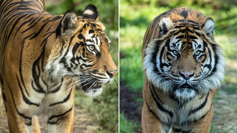 Sumatran tiger Melati killed at London Zoo by new mate | UK News | Sky News