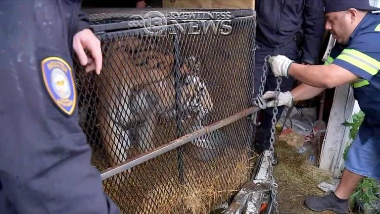 The tiger was rescued following the call. Pic: ABC News