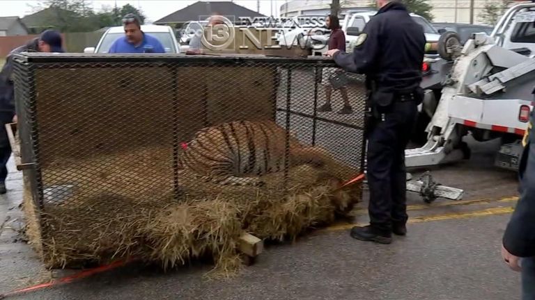  The tiger was taken to an appropriate shelter. Pic: ABC News